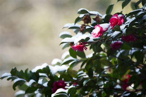  Camellia Blooms in Winter: A Mystical Tapestry of Korean Folklore and Female Resilience